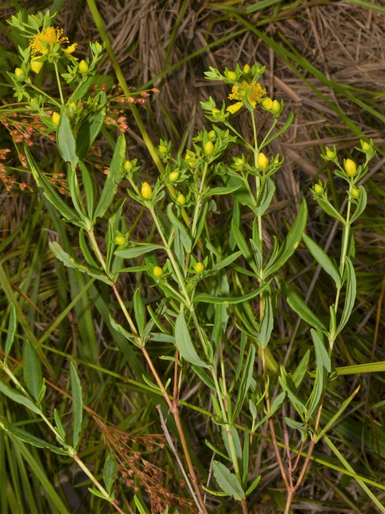 صورة Hypericum lobocarpum Gattinger