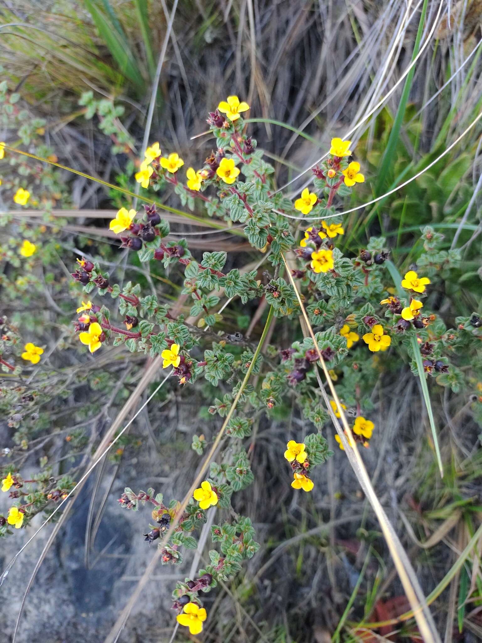 Image of Chaetolepis microphylla (Bonpl.) Miq.