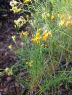 Imagem de Ericameria arborescens (A. Gray) Greene