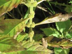 Image of Virginia water horehound