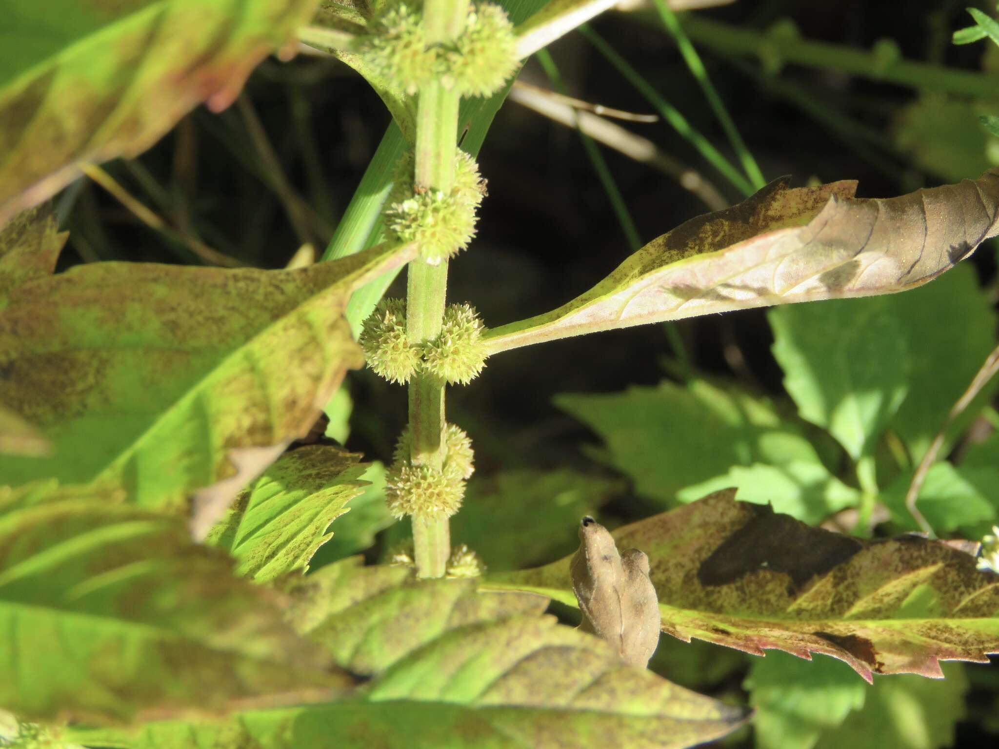 Image of Virginia water horehound