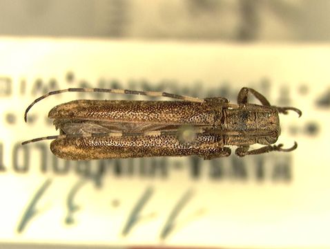 Image of <i>Dolichosybra annulicornis</i> Breuning 1942
