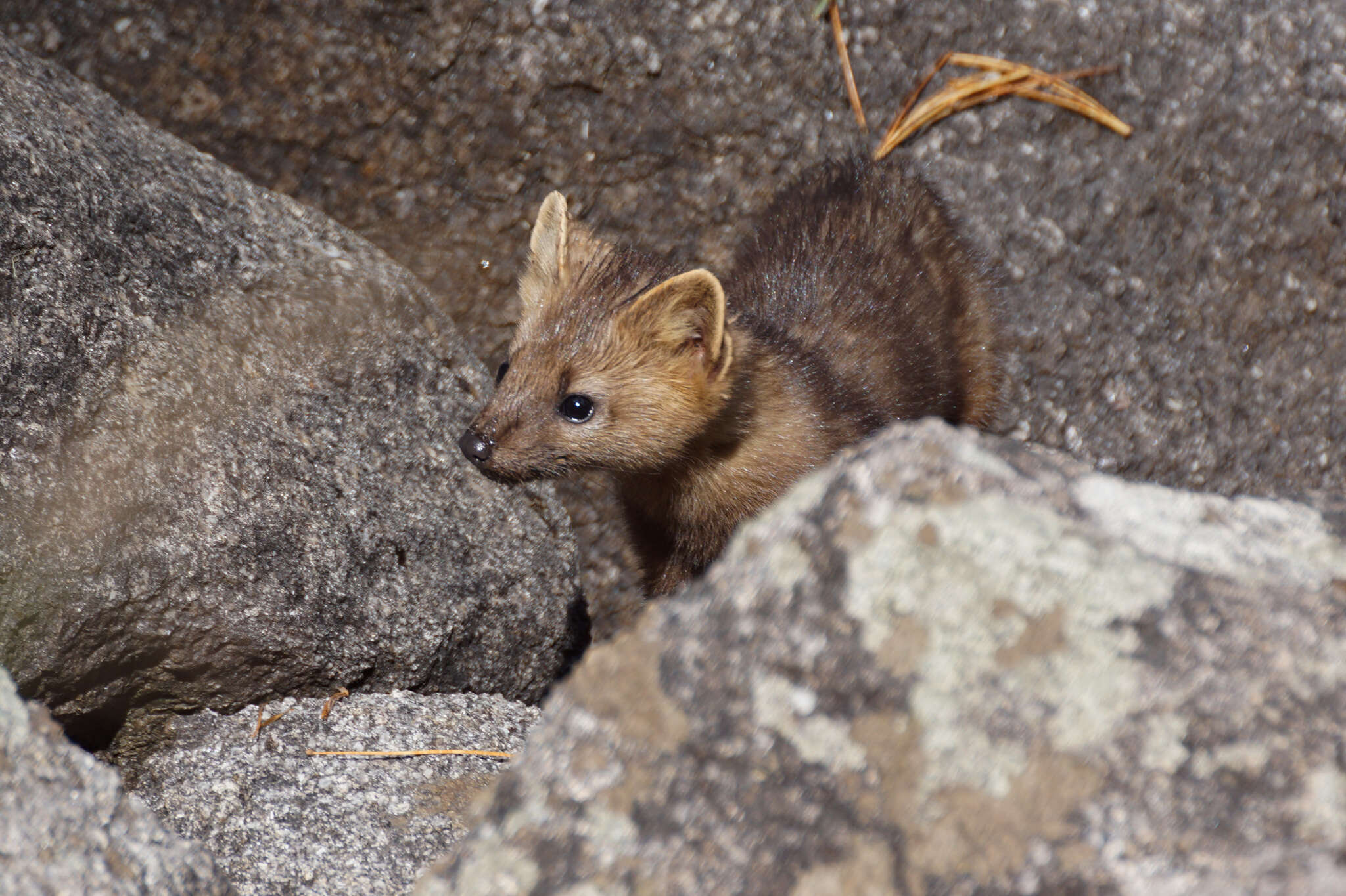 Image of Sable