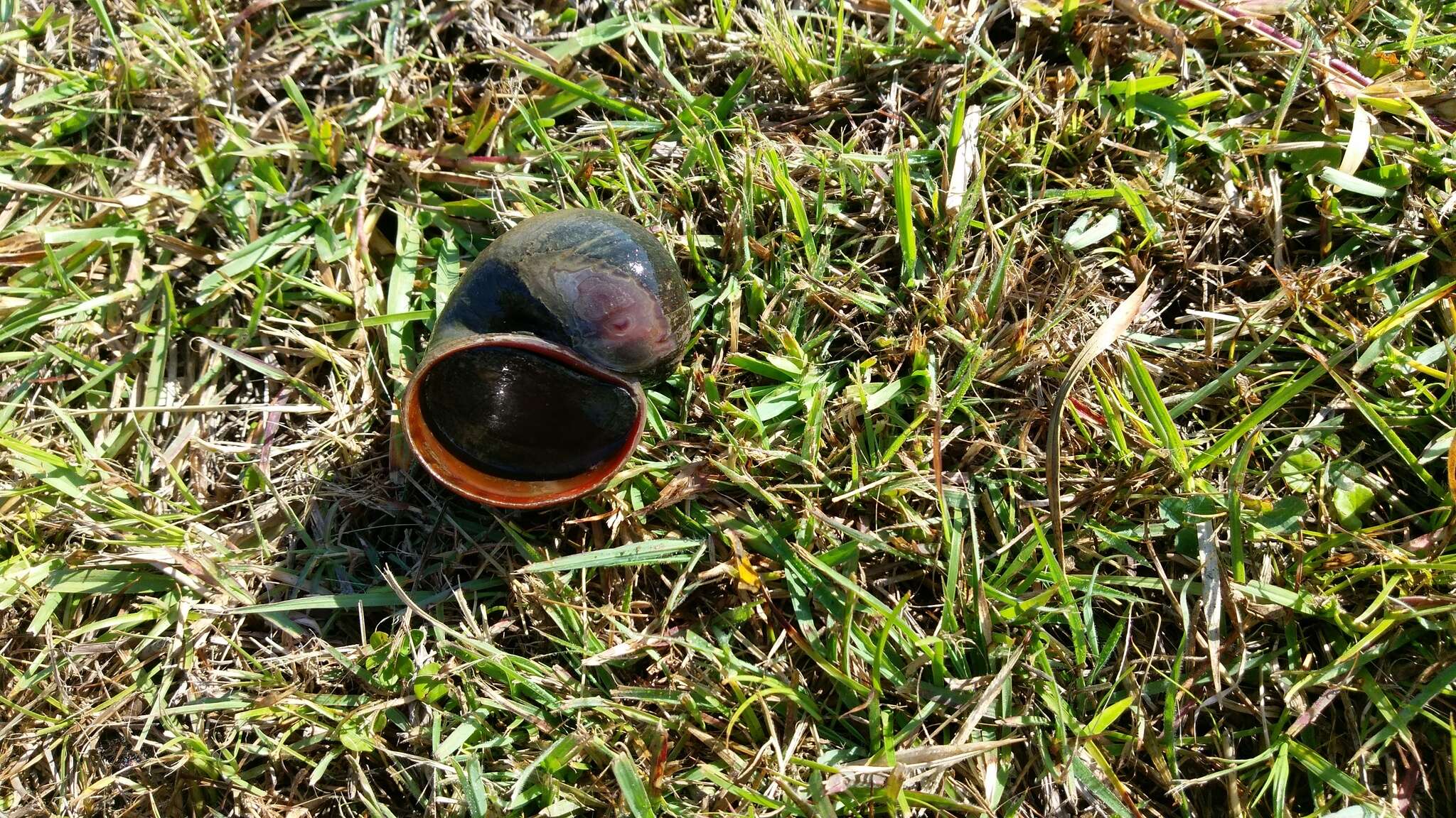 Image of Giant applesnail