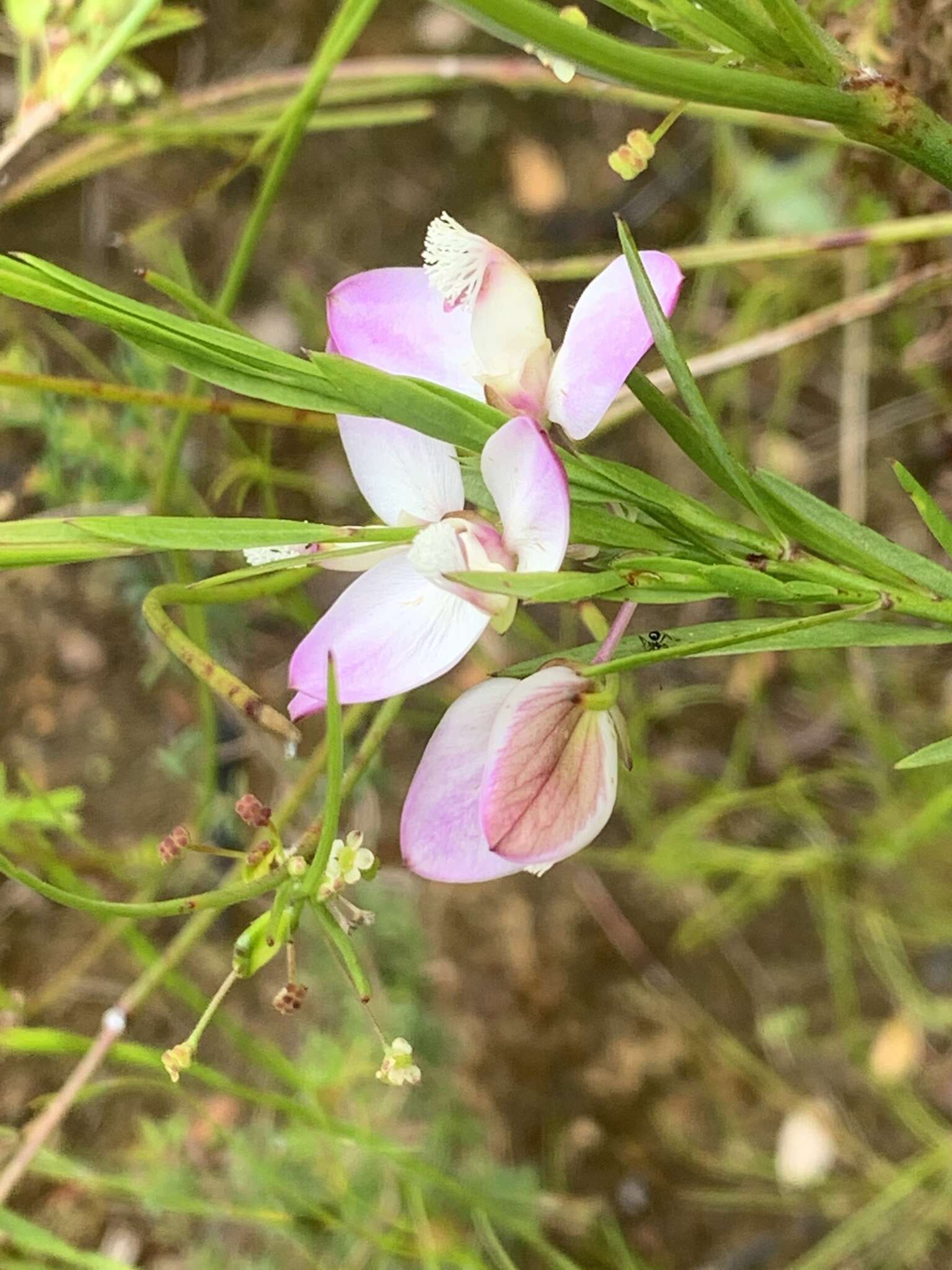 Image of Polygala langebergensis Levyns