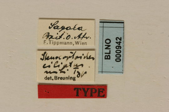 Image of <i>Stenocoptoides ciliatus</i> Breuning 1942