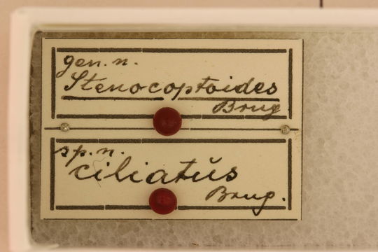 Image of <i>Stenocoptoides ciliatus</i> Breuning 1942