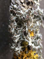 Image of rosette lichen