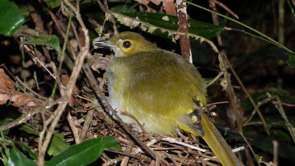 Nicator chloris (Valenciennes 1826)的圖片