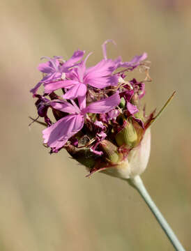 صورة Dianthus capitatus subsp. andrzejowskianus Zapal.