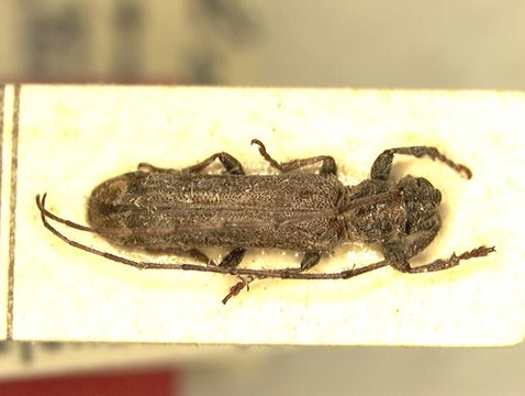Image of <i>Dolichosybra strandi</i> Breuning 1943