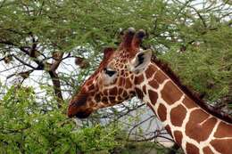 Image of reticulated giraffe