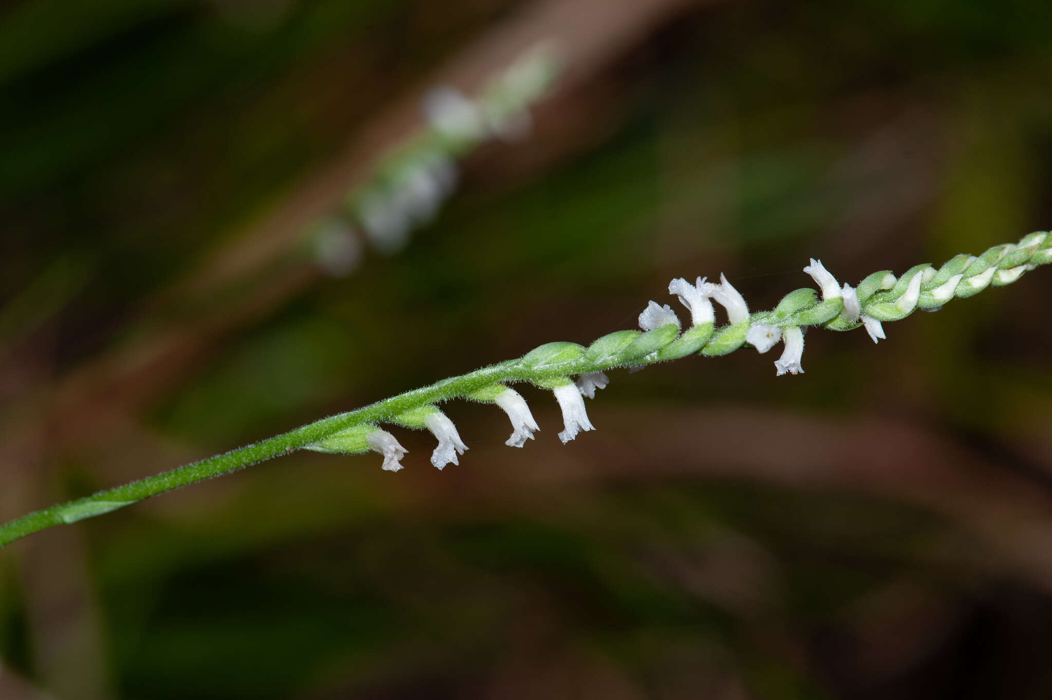 Image of Spiranthes hongkongensis S. Y. Hu & Barretto