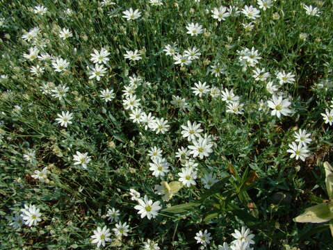 Image of Stellaria fischeriana Ser.