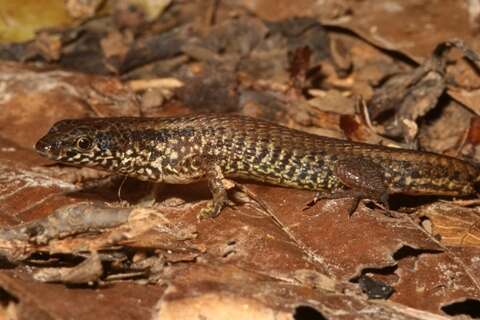 Image of Taylor's Largescale Lizard