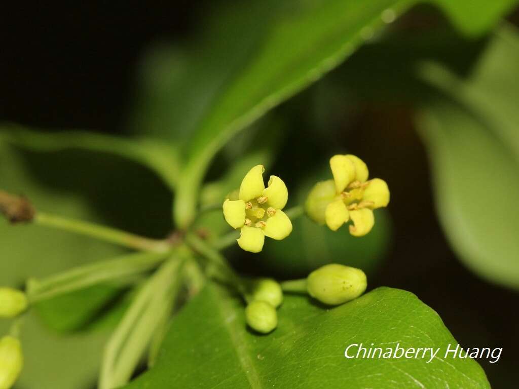 Sivun Pittosporum illicioides Makino kuva