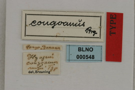 Image of <i>Hyagnis congoanus</i> Breuning
