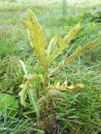 Imagem de Puccinia punctiformis (F. Strauss) Röhl. 1813