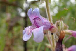 Image of Rattan's beardtongue