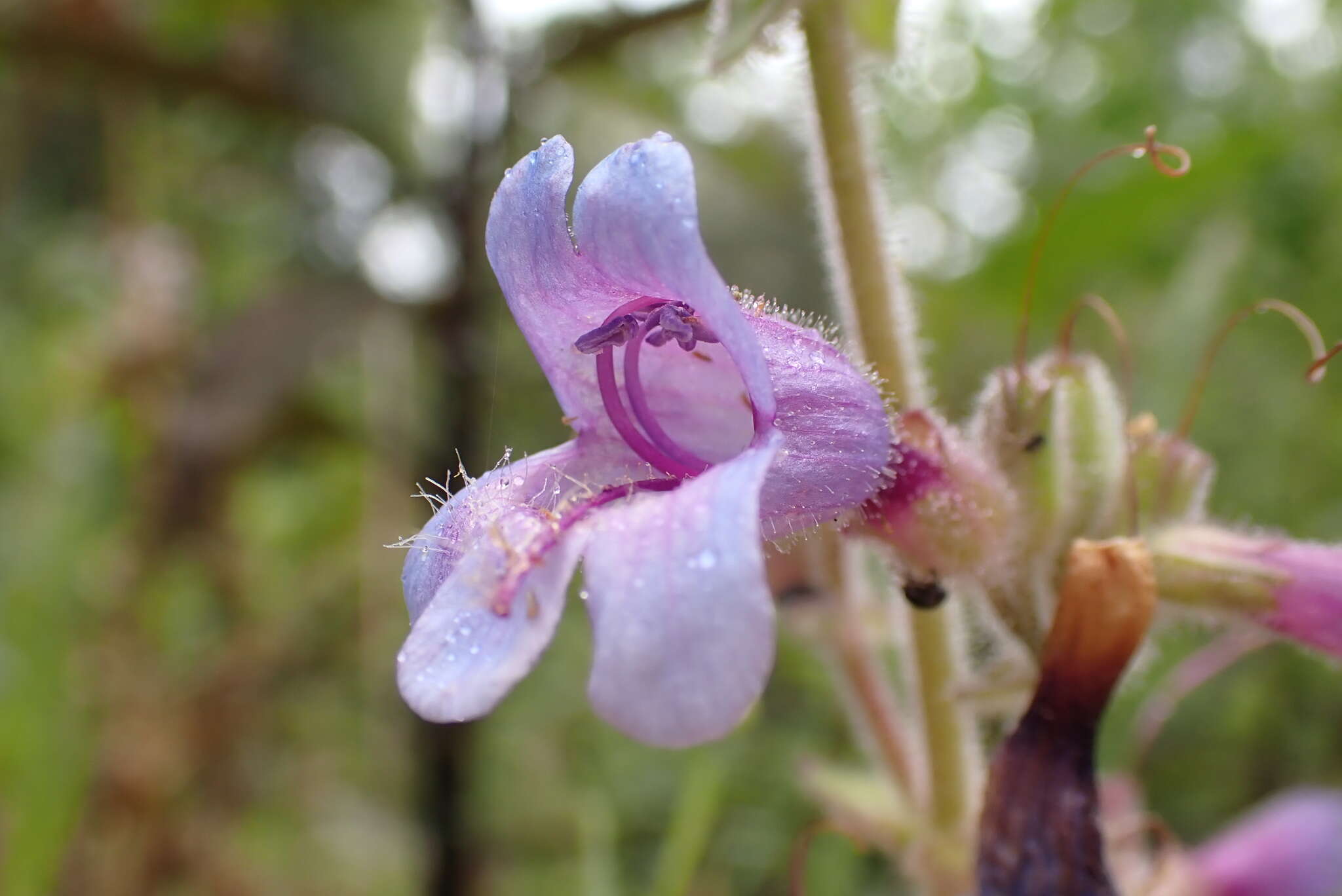 Image of Rattan's beardtongue