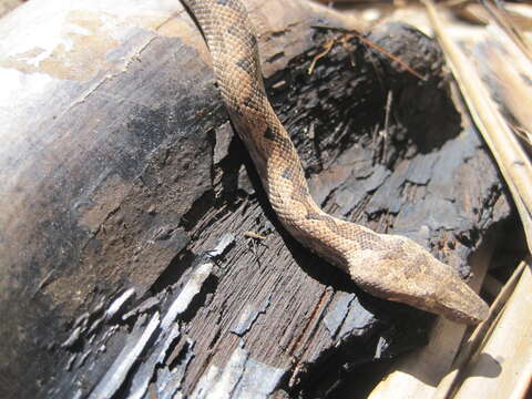 Image of Solomon Island Ground boa