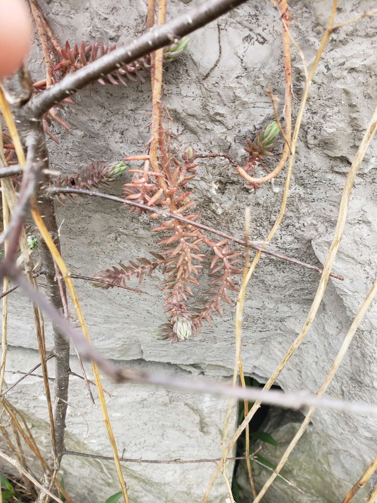 Слика од Petrosedum Grulich