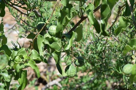 Image of Adenia hastata var. glandulifera de Wilde