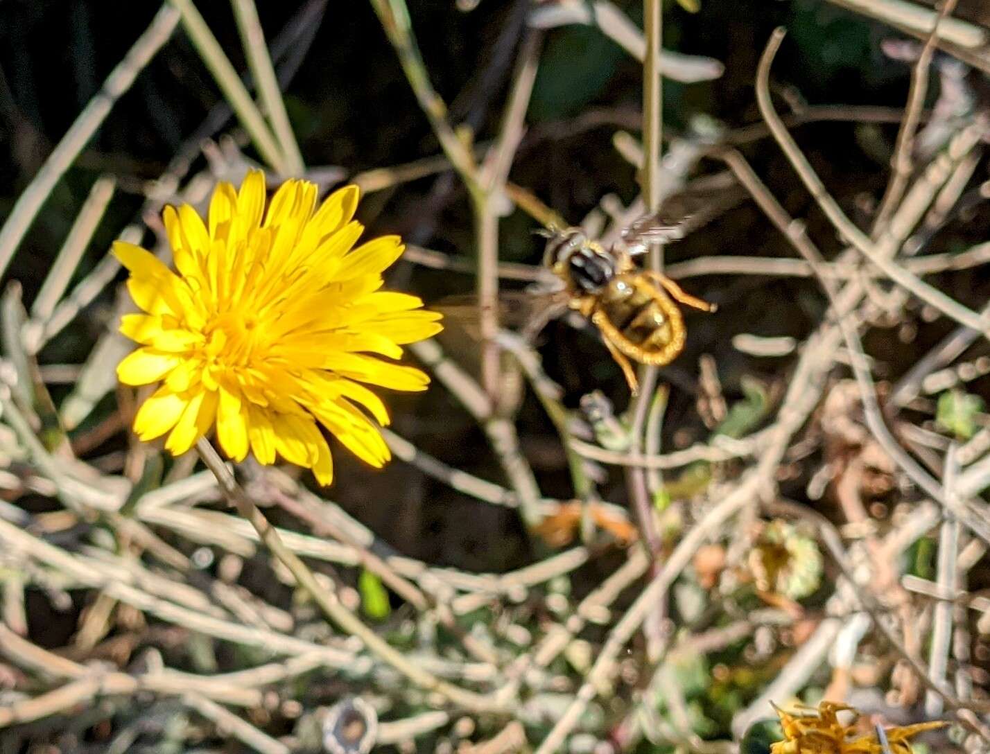 Image of Ferdinandea fumipennis Kassebeer 1999