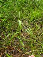 Spiranthes laciniata (Small) Ames resmi