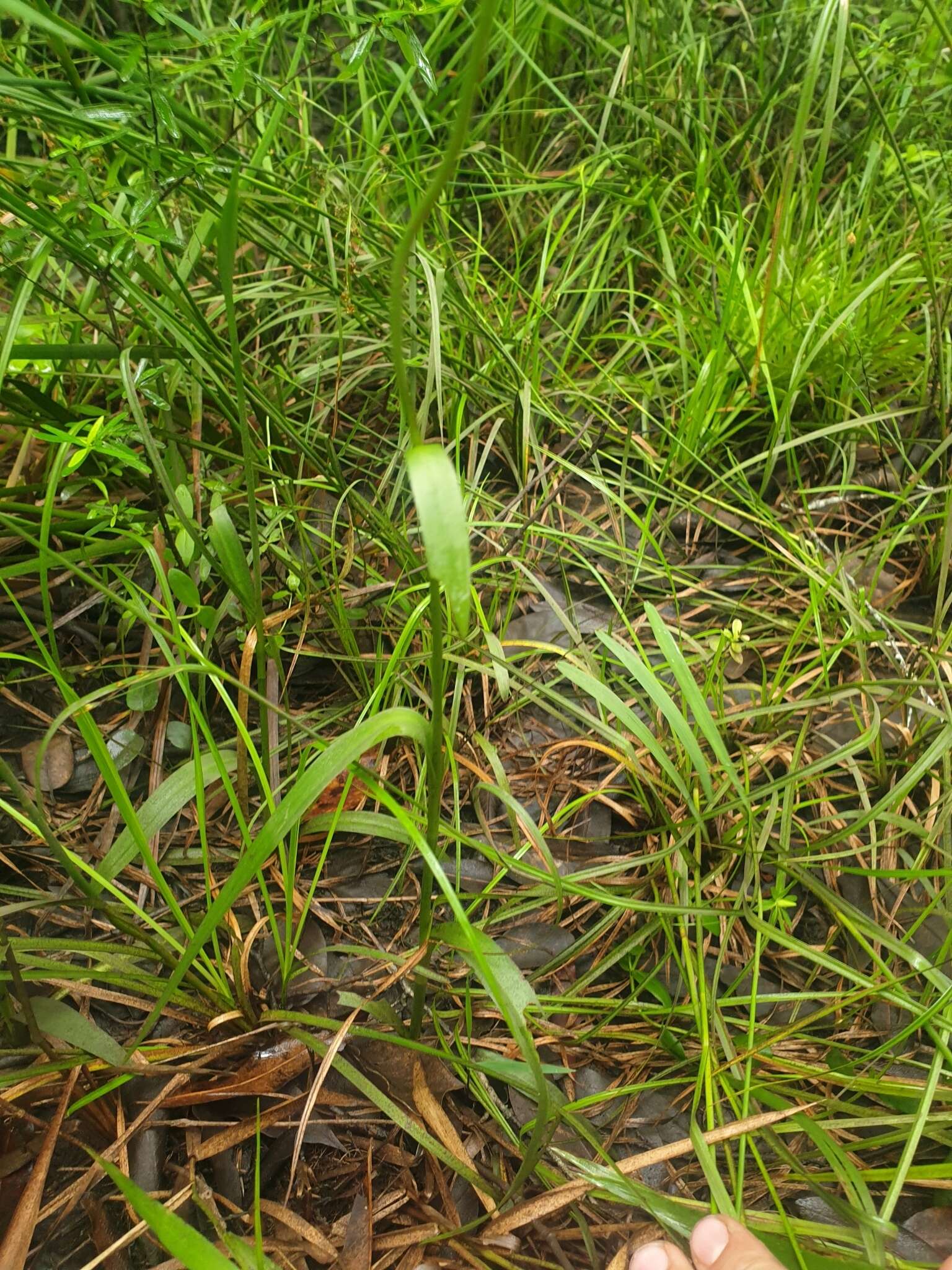 Spiranthes laciniata (Small) Ames resmi