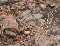 Image of Bulbine favosa (Thunb.) Schult. & Schult. fil.