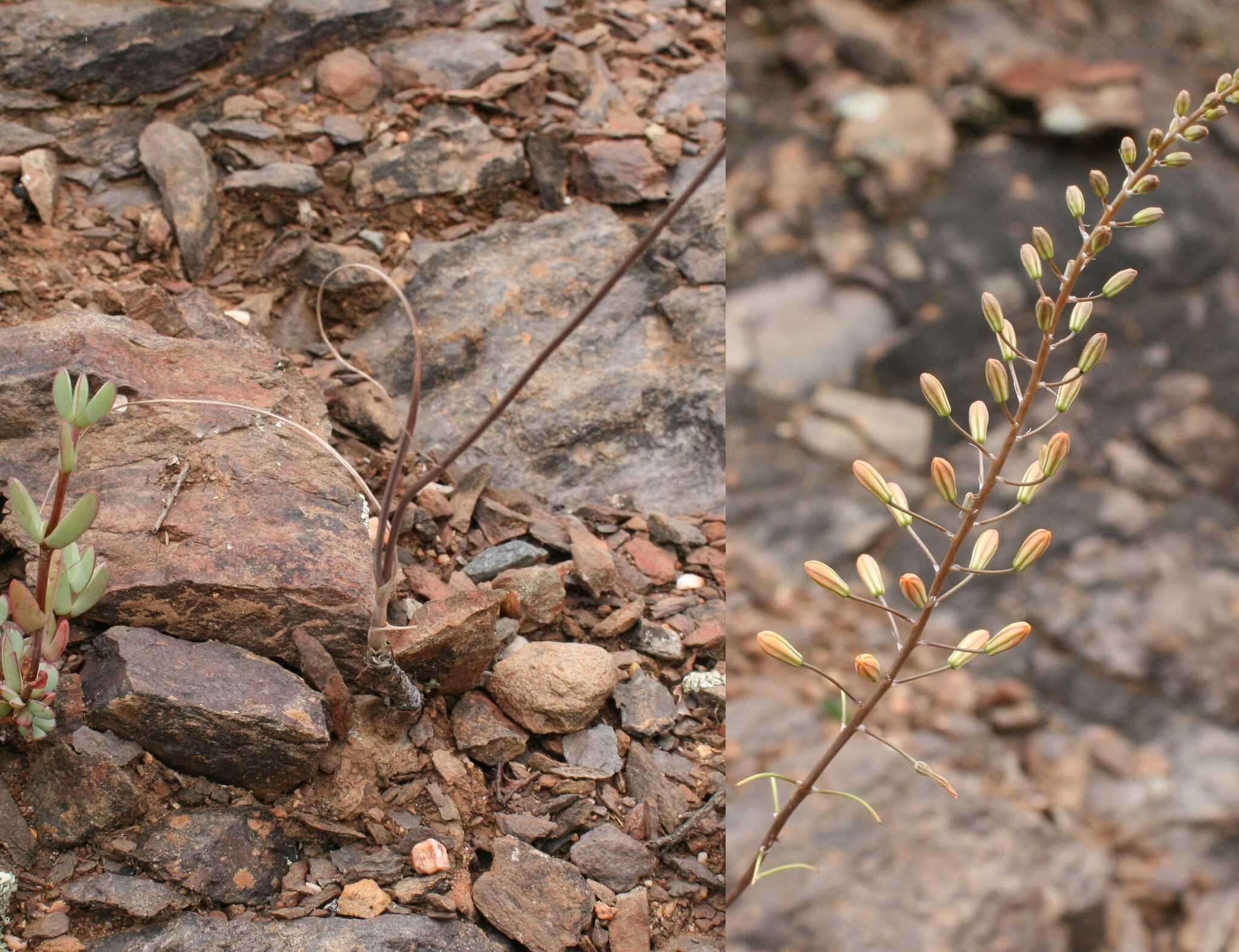 Image of Bulbine favosa (Thunb.) Schult. & Schult. fil.