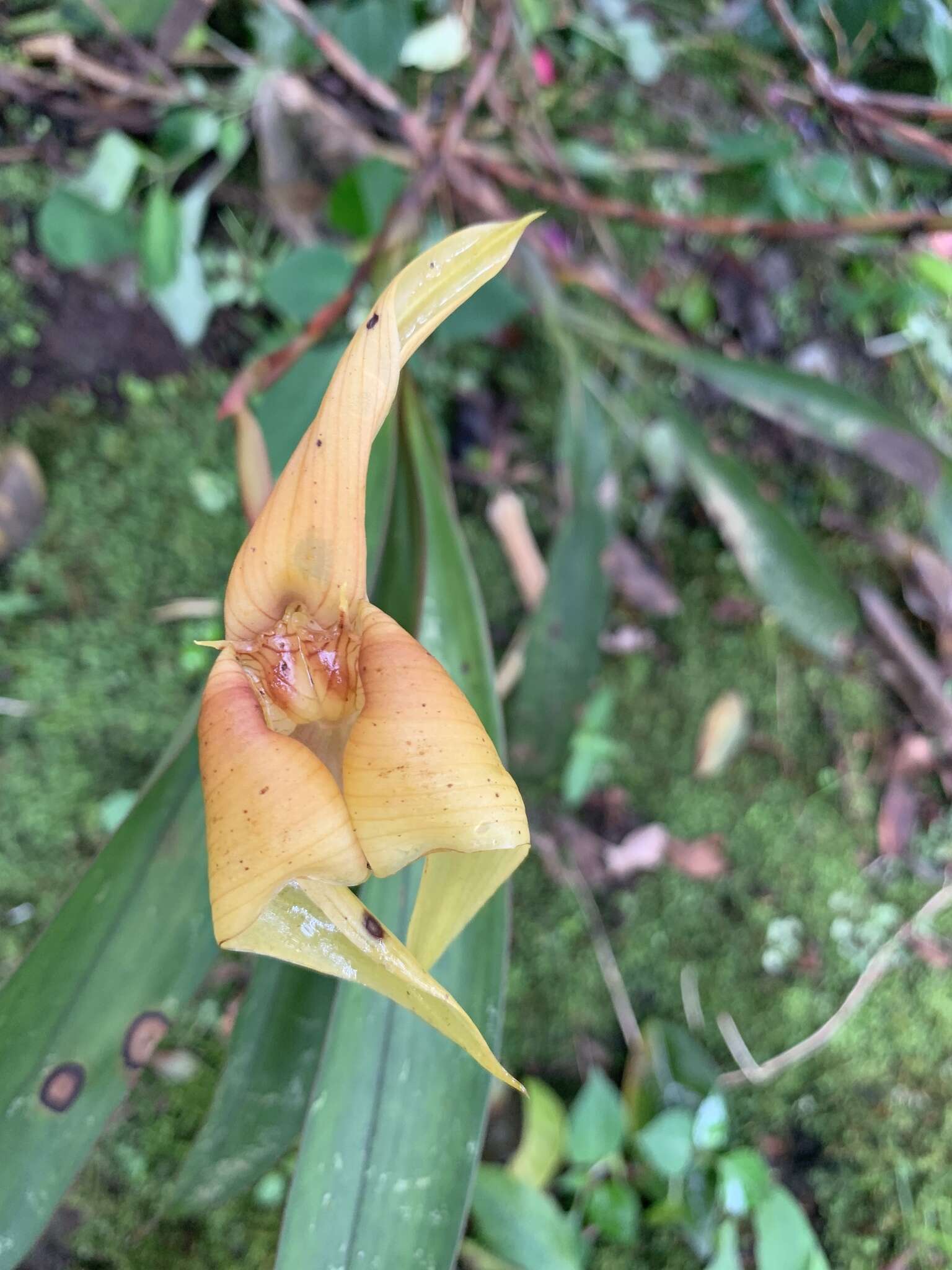 Imagem de Maxillaria erikae Molinari