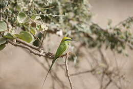 Image of African Green Bee-eater