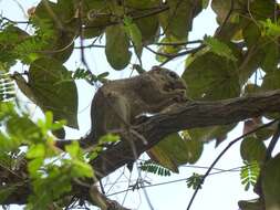 Image of Gambian Sun Squirrel