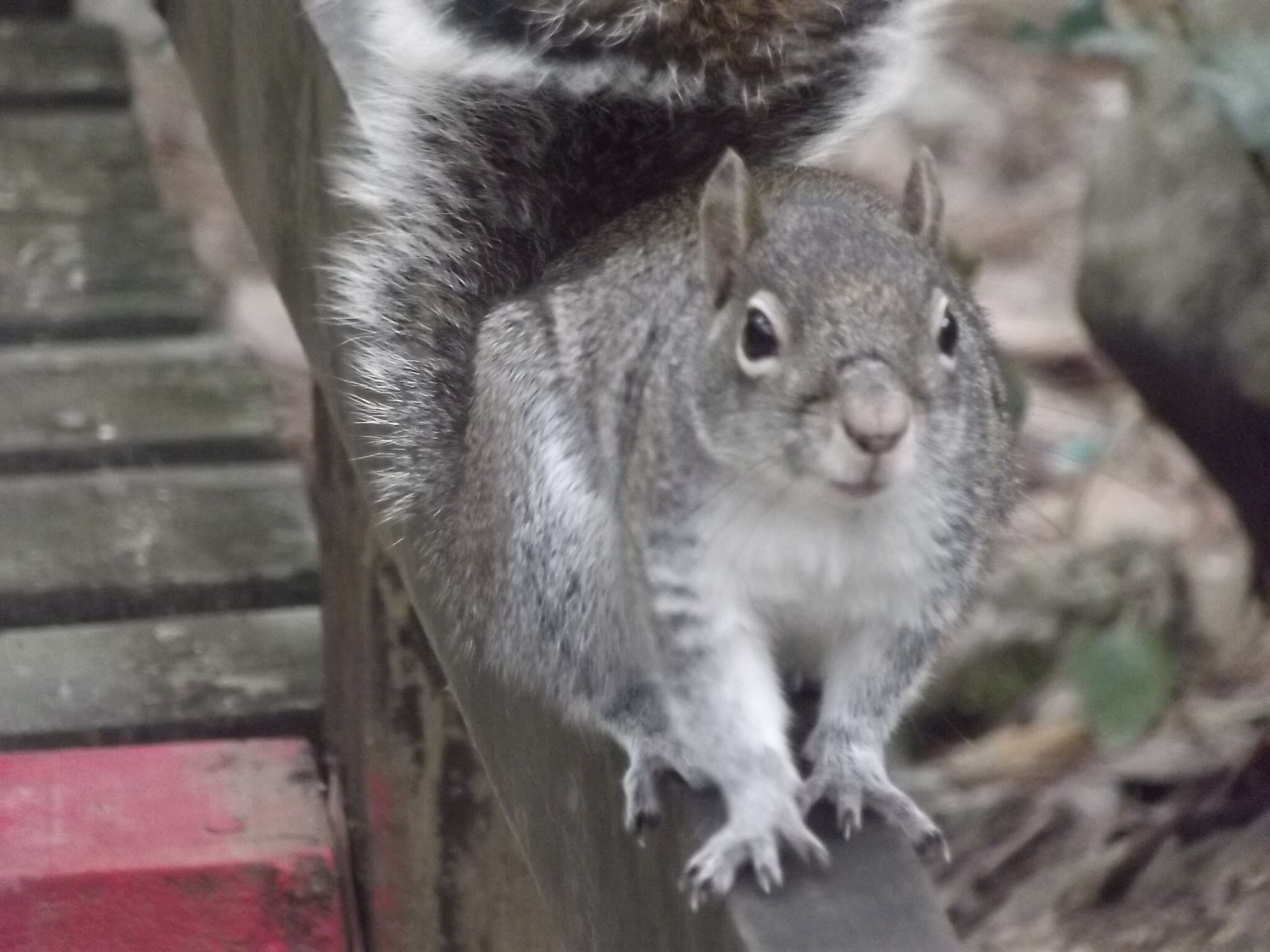 Image of Allen's Squirrel