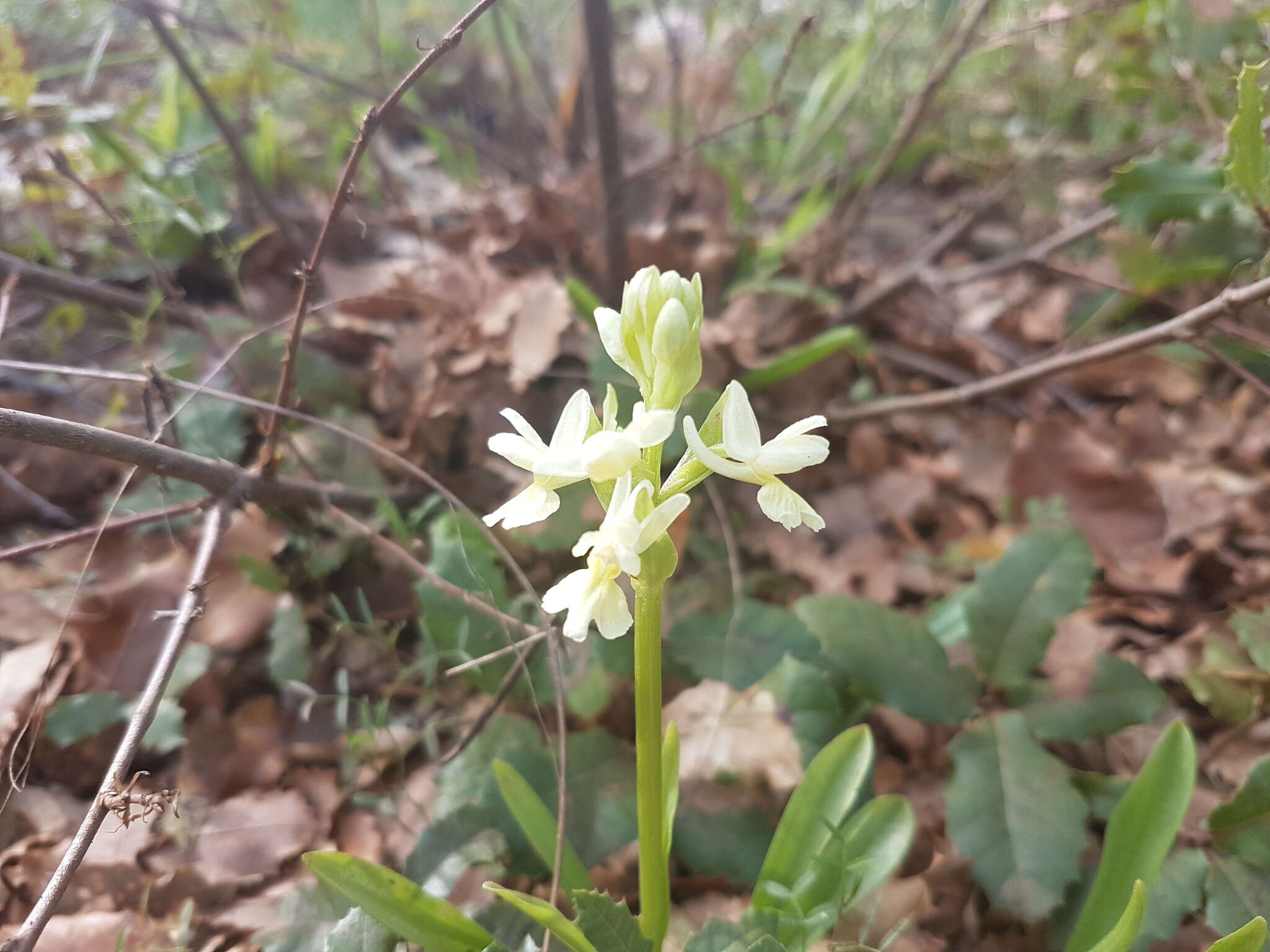 Image de Dactylorhiza romana subsp. guimaraesii (E. G. Camus) H. A. Pedersen