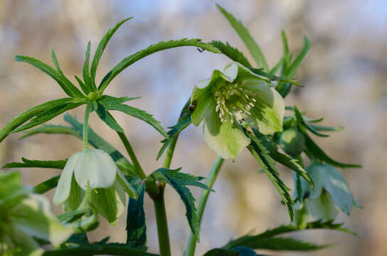 Image of Helleborus viridis subsp. occidentalis (Reuter) Schifner