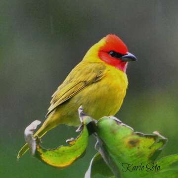 Image of Red-headed Tanager