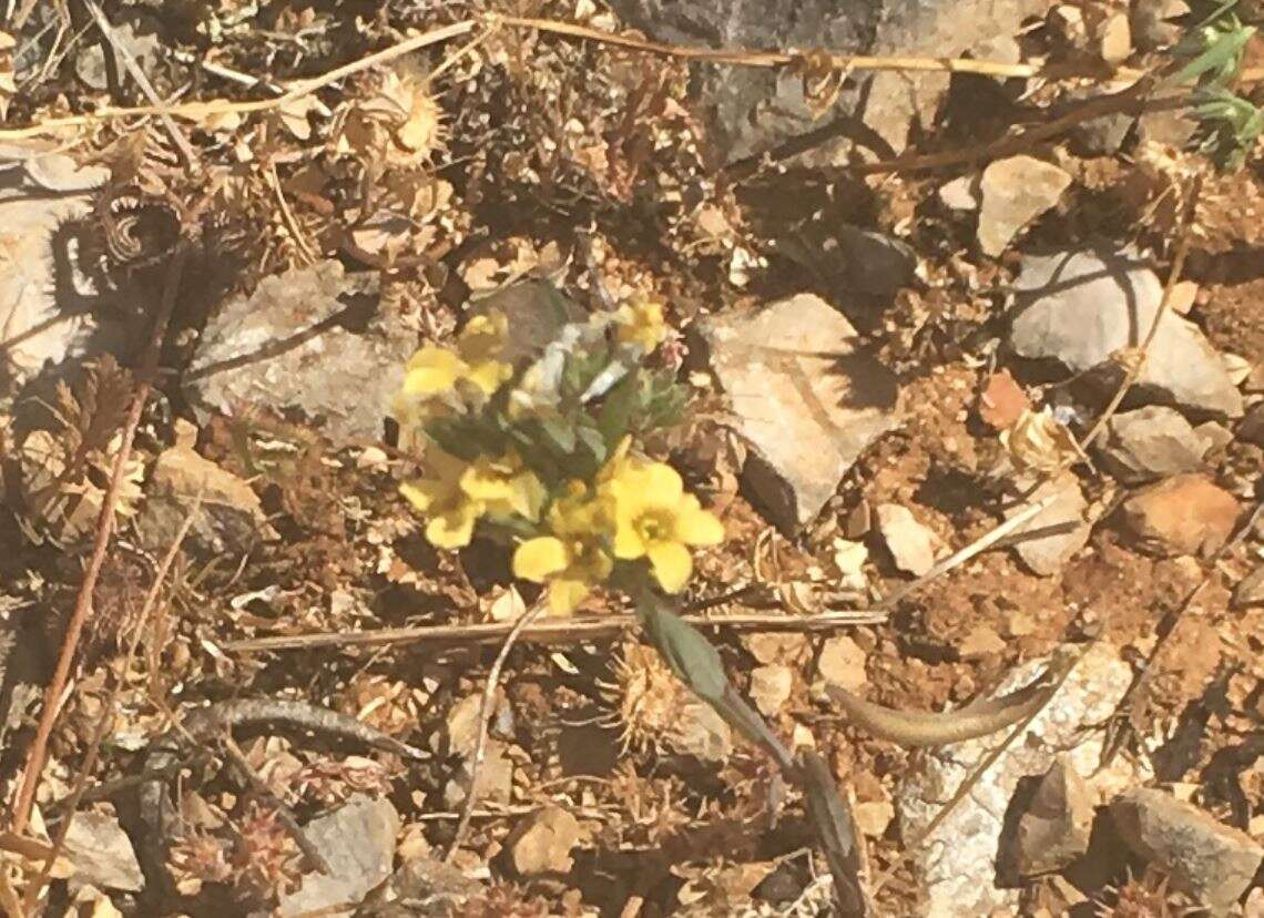 Слика од Linum strictum L.