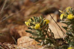 Image of Southern Bugle