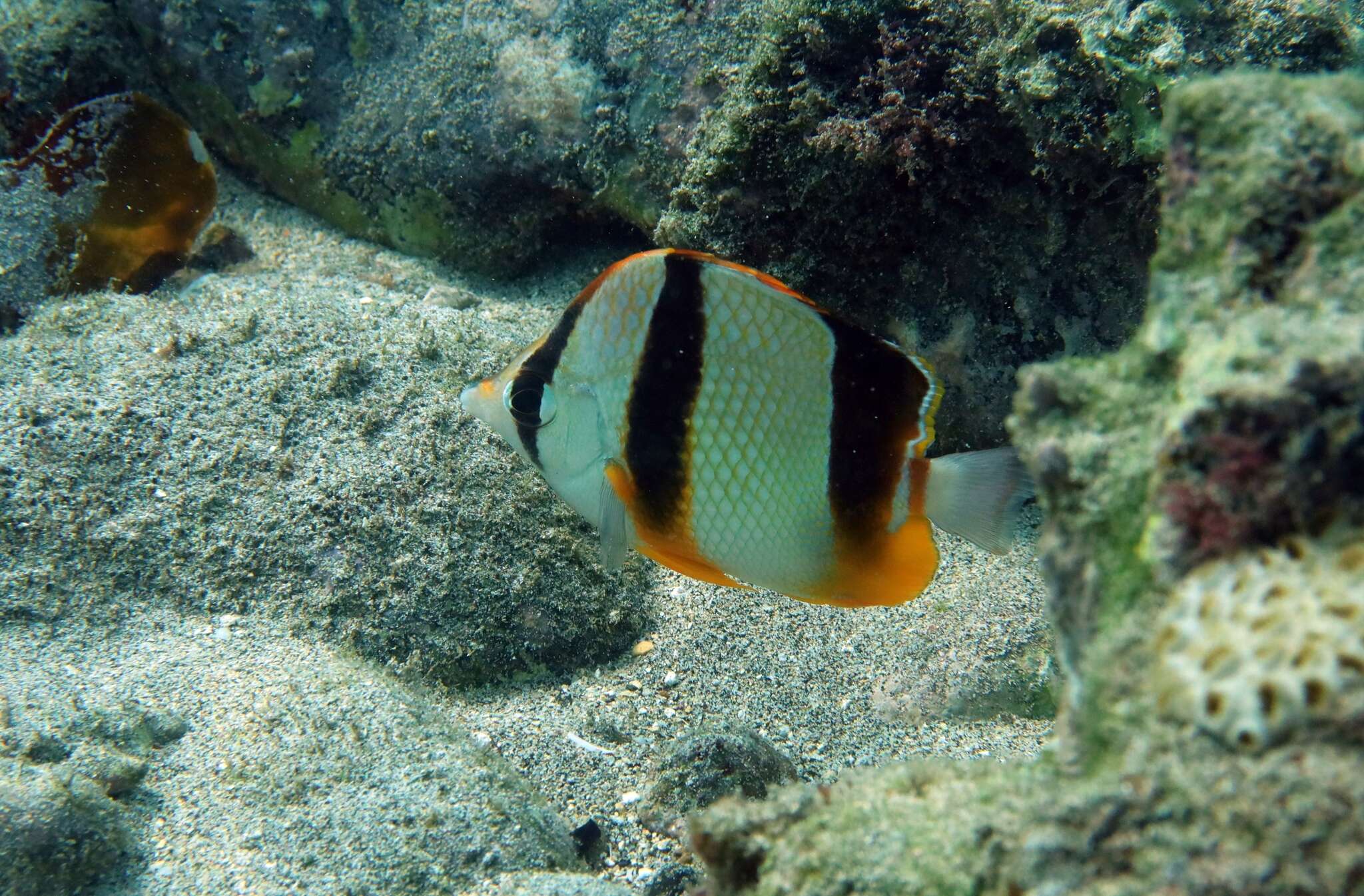 Image of Three-banded Butterflyfish