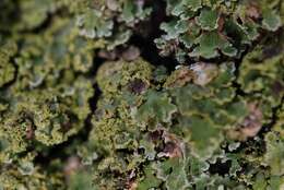 Image of Weill's lichenochora lichen