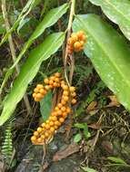 Image of Alpinia flabellata Ridl.