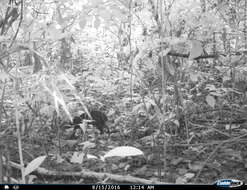 Image of Mexican Agouti