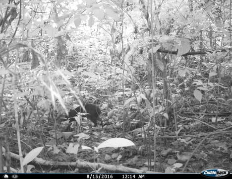 Image of Mexican Agouti