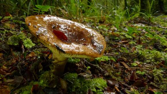 Image of Russula pseudoareolata McNabb 1973