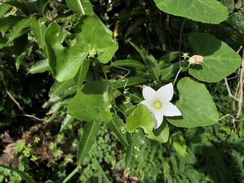 Image of ivy gourd