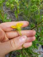 Image of scrubland goldenaster