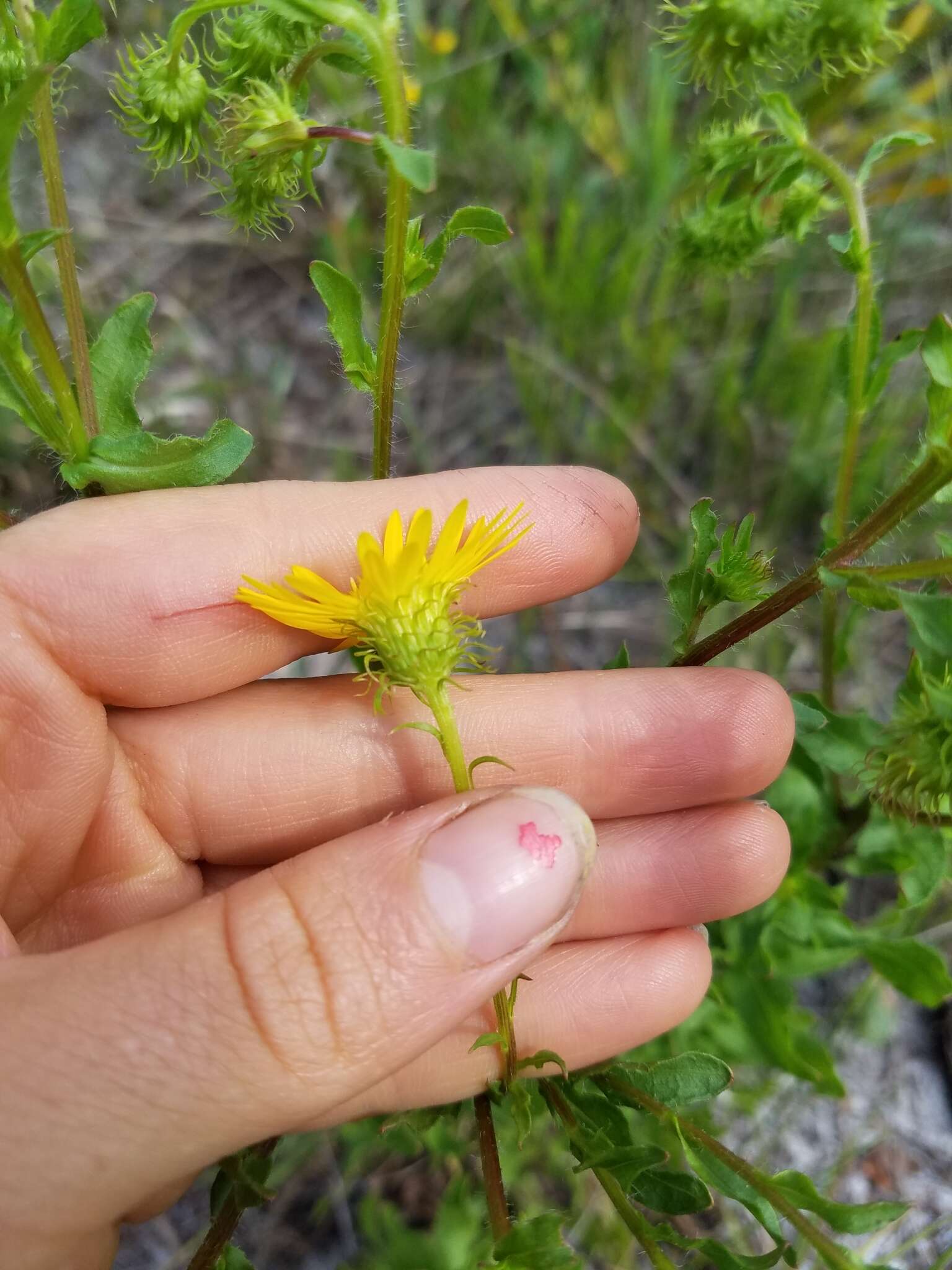 Image of scrubland goldenaster